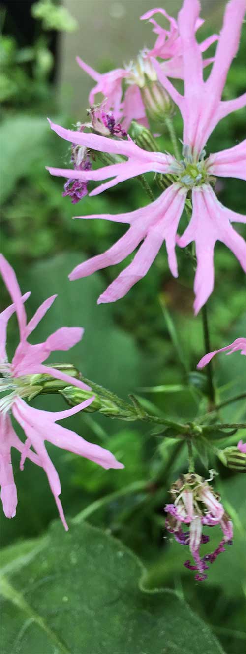 flower_crop Woolcott and Smith 2021